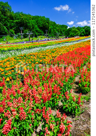 彩虹般的彩色山丘（垂直） 117145362