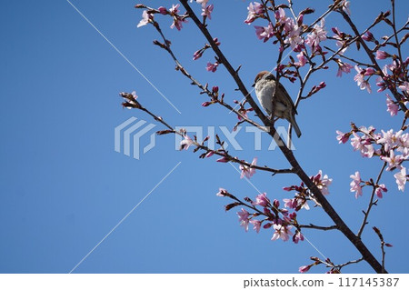 一隻麻雀棲息在櫻花樹枝上 一隻麻雀棲息在櫻花樹枝上 117145387