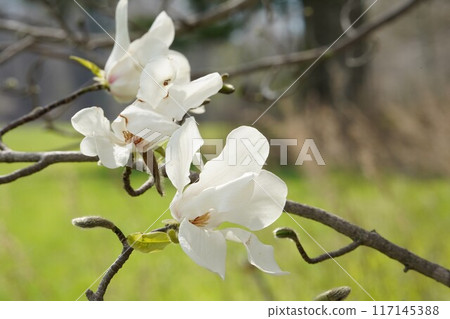 精緻的白花山小魚 117145388