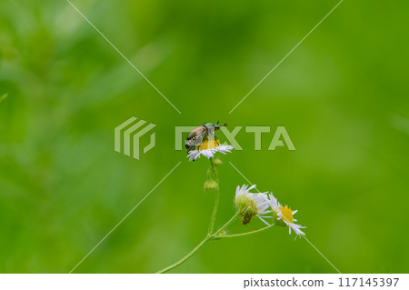 Flower visiting insects Scarabaeidae beetles Flower visiting insects Scarabaeidae beetles 117145397