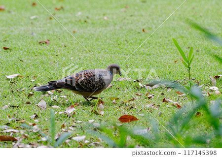 Hermaphroditic wild bird Streptopelia streptopelia Hermaphroditic wild bird Streptopelia streptopelia 117145398