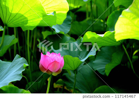 Ueno Park Shinobazu Pond Lotus Flower 117145467