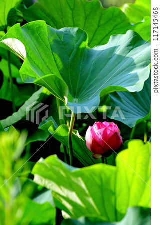 Ueno Park Shinobazu Pond Lotus Flower 117145468