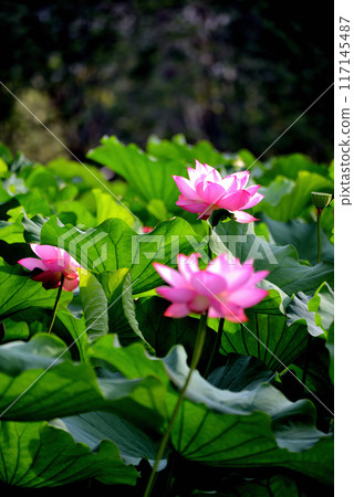 Ueno Park Shinobazu Pond Lotus Flower Ueno Park Shinobazu Pond Lotus Flower 117145487