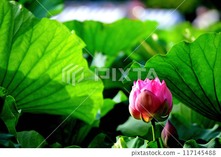 Ueno Park Shinobazu Pond Lotus Flower Ueno Park Shinobazu Pond Lotus Flower 117145488