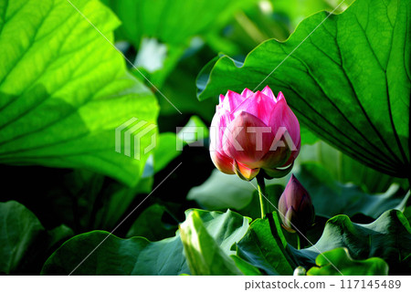 上野公園忍者池塘荷花 117145489