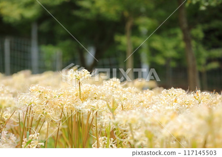 White cluster amaryllis White cluster amaryllis 117145503