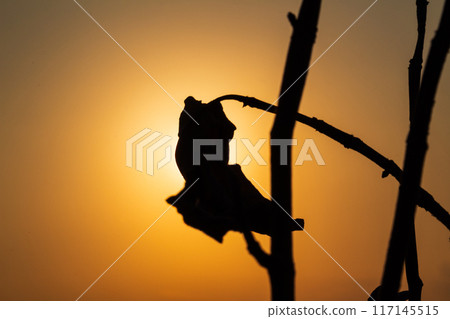 silhouette of a dry leaf with a Golden sunrise behind it silhouette of a dry leaf with a Golden sunrise behind it 117145515