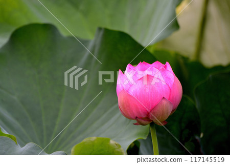 Ueno Park Shinobazu Pond Lotus Flower Ueno Park Shinobazu Pond Lotus Flower 117145519