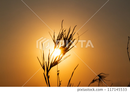 Silhouette of grass with the Sunrise in the morning 117145533