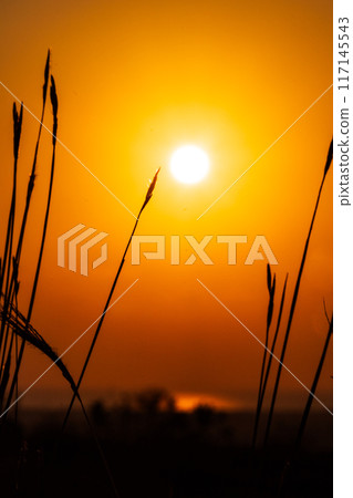 Silhouette of grass with the Sunrise in the morning 117145543