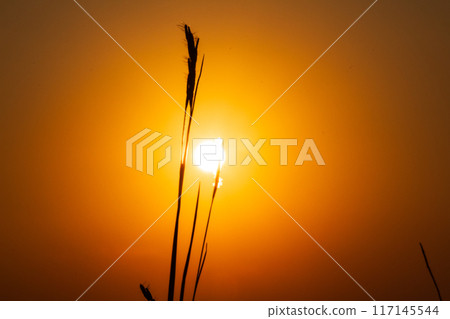 Silhouette of grass with the Sunrise in the morning 117145544