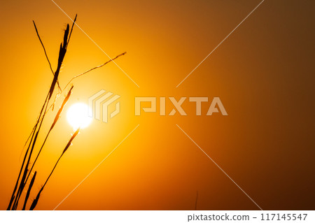 Silhouette of grass with the Sunrise in the morning Silhouette of grass with the Sunrise in the morning 117145547