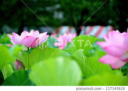 Ueno Park Shinobazu Pond Lotus Flower Ueno Park Shinobazu Pond Lotus Flower 117145620