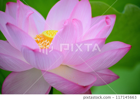 Ueno Park Shinobazu Pond Lotus Flower Ueno Park Shinobazu Pond Lotus Flower 117145663