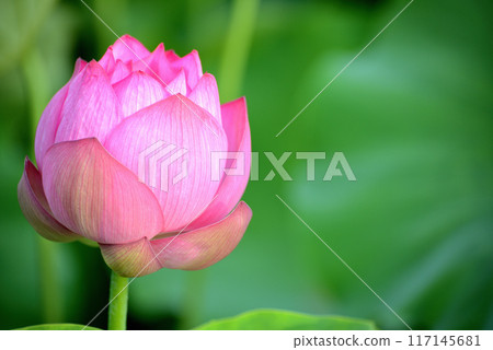 Ueno Park Shinobazu Pond Lotus Flower Ueno Park Shinobazu Pond Lotus Flower 117145681
