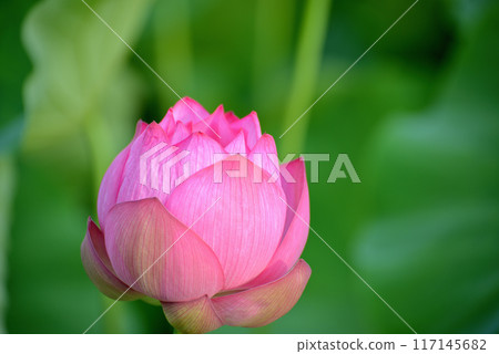 Ueno Park Shinobazu Pond Lotus Flower Ueno Park Shinobazu Pond Lotus Flower 117145682