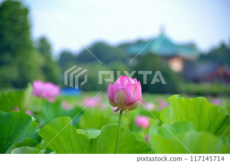Ueno Park Shinobazu Pond Lotus Flower 117145714