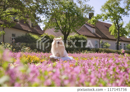 Cosmos and Pomeranian Cosmos and Pomeranian 117145736