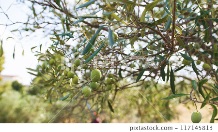 Green Olives on the tree  117145813