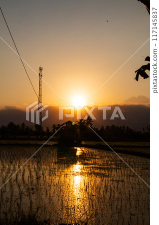 Golden sunset in a rice field in the afternoon 117145837