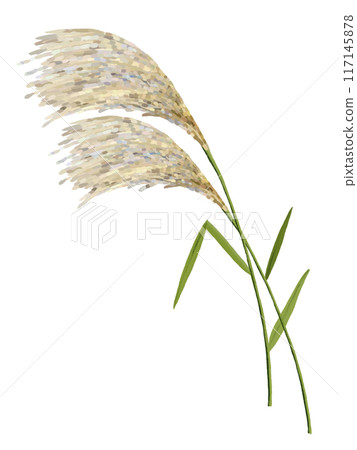 2 silver grass ears with leaves 117145878