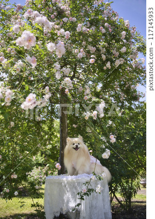 玫瑰與博美犬 玫瑰與博美犬 117145933