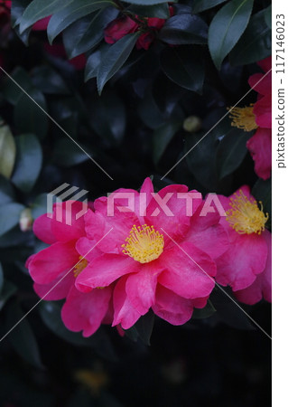 Red sasanqua flower Red sasanqua flower 117146023