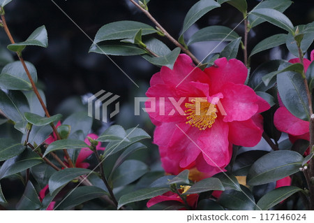 Red sasanqua flower Red sasanqua flower 117146024