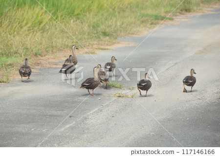一隻鴨子沿著農家小路行走 117146166