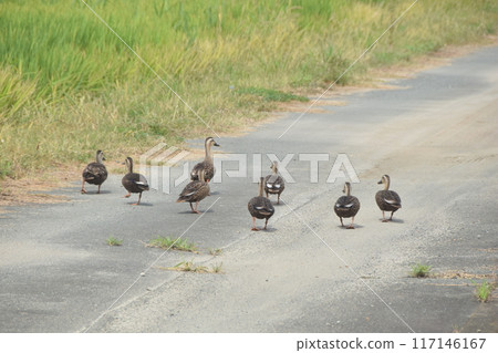 A family of ducks walking along a farm road 117146167