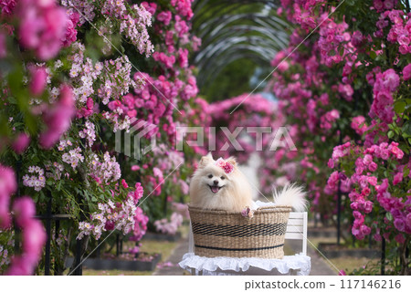 玫瑰與博美犬 玫瑰與博美犬 117146216