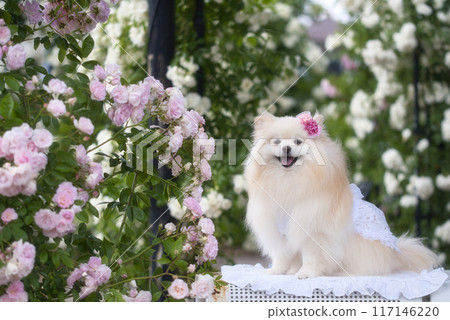 玫瑰與博美犬 玫瑰與博美犬 117146220