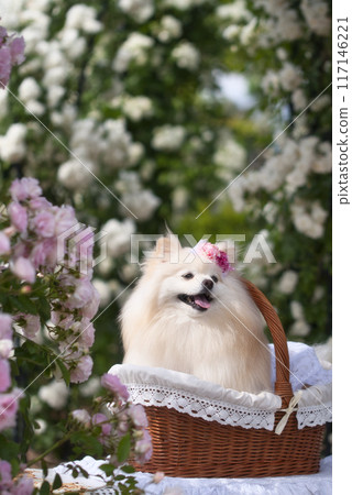 玫瑰與博美犬 117146221