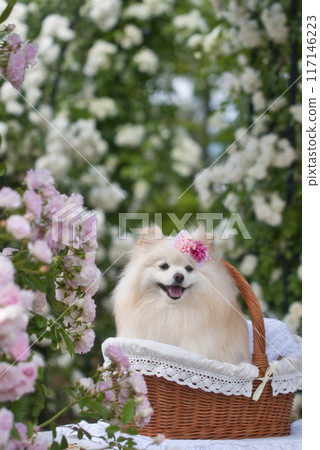 玫瑰與博美犬 玫瑰與博美犬 117146223