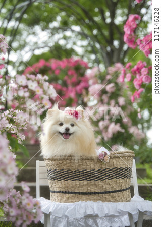 玫瑰與博美犬 玫瑰與博美犬 117146228