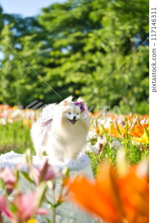 百合和博美犬 117146311