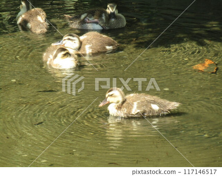 A mother and her ducklings leave Hamanoike Pond and swim in the irrigation channel A mother and her ducklings leave Hamanoike Pond and swim in the irrigation channel 117146517