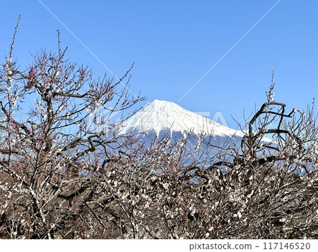 Early spring plum and Mt. Fuji 117146520