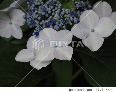 白色Hakuji繡球花 白色Hakuji繡球花 117146580