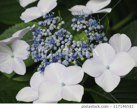 藍色繡球花 藍色繡球花 117146581