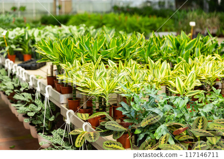 Potted dracaena with variegated foliage on showcase of garden center Potted dracaena with variegated foliage on showcase of garden center 117146711