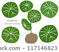 Stefania Erector 117146823