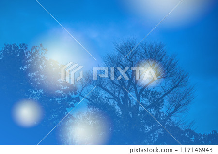 Dark winter forest 117146943