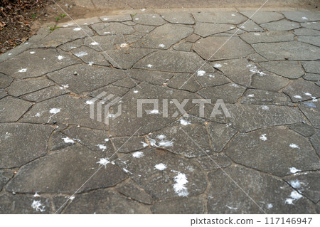 糞便傷害 117146947