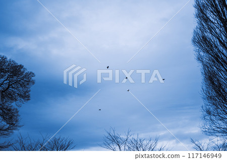 冬季森林 冬季森林 117146949