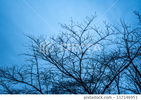 Dark winter forest 117146951