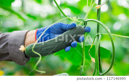 Closeup of farmers hand picking cucumbers in greenhouse 117146995