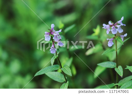 野生野草狗戈瑪的開花，薄荷家族的成員。 117147001