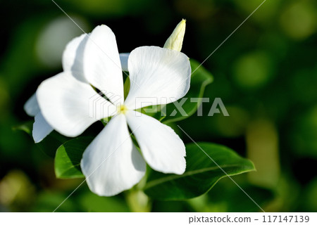 日常草白色和紅色的花 117147139